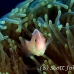 anemonefish_pink_bs_h_0705_png472.jpg
